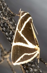 Agamana sarmentosa