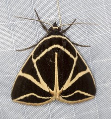 Agamana sarmentosa