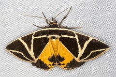 Agamana sarmentosa