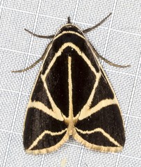 Agamana sarmentosa