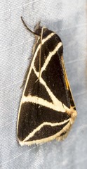 Agamana sarmentosa