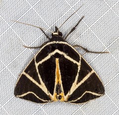 Agamana sarmentosa