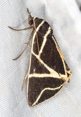 Agamana sarmentosa
