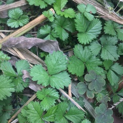Potentilla hebiichigo