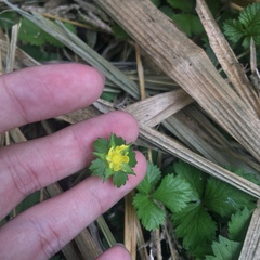 Potentilla hebiichigo