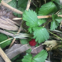 Potentilla hebiichigo