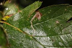 Stigmella mespilicola
