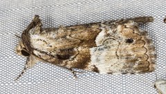 Alophosoma emmelopis