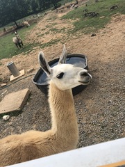 Lama