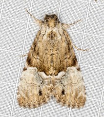 Alophosoma emmelopis