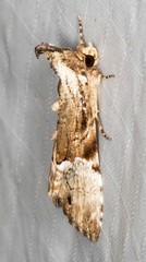 Alophosoma emmelopis