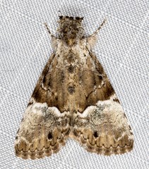 Alophosoma emmelopis