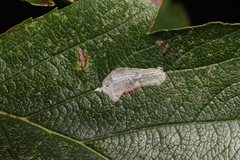 Phyllonorycter corylifoliella