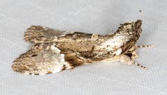 Alophosoma emmelopis