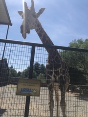 Giraffa