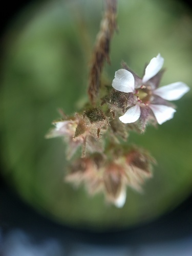 Potentilla douglasii, photograph 2