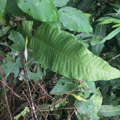 Microsorum membranaceum