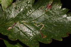 Stigmella mespilicola