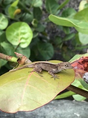 Anolis cristatellus