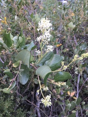 Ceanothus velutinus velutinus