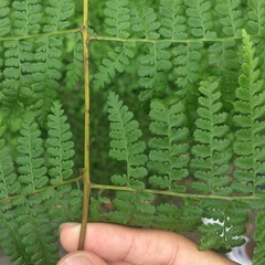 Dennstaedtia scandens