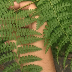 Dennstaedtia scandens