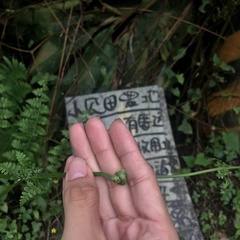 Dennstaedtia scandens