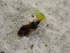 Orius laticollis