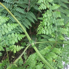 Dennstaedtia scandens