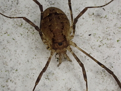 Oligolophus hanseni