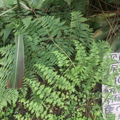 Dennstaedtia scandens