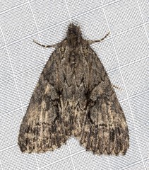 Crioa acronyctoides