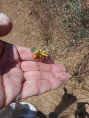 Acmispon dendroideus dendroideus