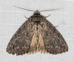 Crioa acronyctoides