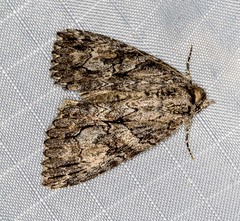 Crioa acronyctoides