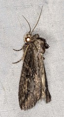 Crioa acronyctoides