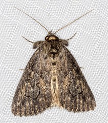 Crioa acronyctoides