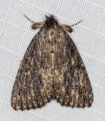 Crioa acronyctoides