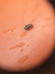 Anisosticta bitriangularis