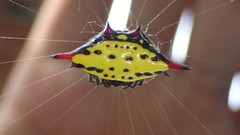 Gasteracantha sauteri
