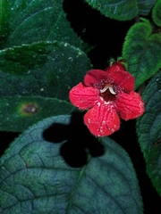 Kohleria inaequalis