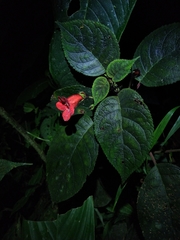 Kohleria inaequalis