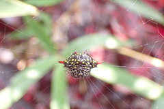 Gasteracantha sauteri