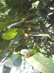 Ficus aspera