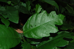 Ficus montana