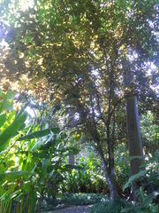 Ficus aspera