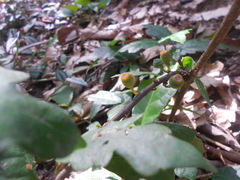 Ficus montana