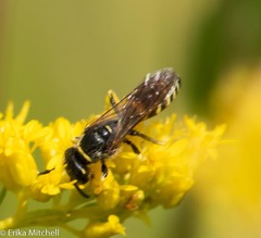 Philanthus solivagus