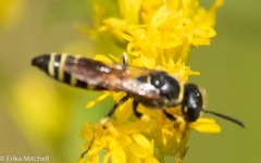 Philanthus solivagus