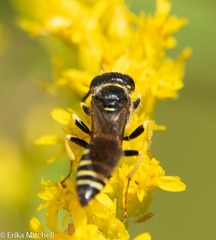 Philanthus solivagus
